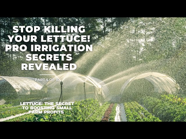 Master Lettuce Irrigation: Essential Tips from an Expert Market Gardener (Part 5 of 10)