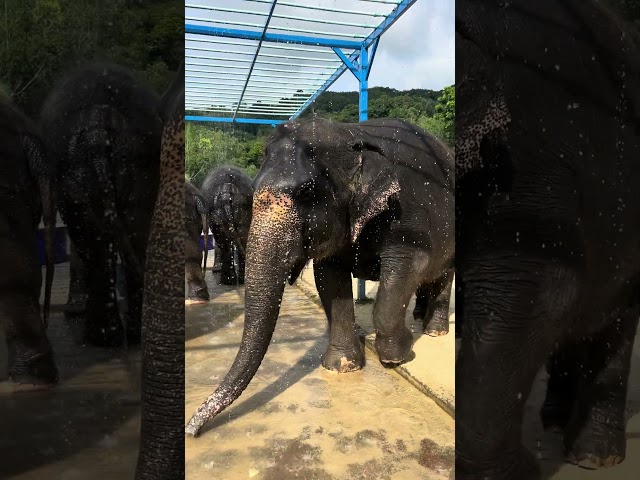 She got a lil love tap haha #elephantsanctuary #phuket #greenelephantsanctuaryphuket #elephants