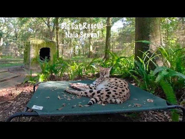 360 VR Nala Serval on Hammock