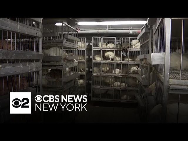 All live poultry markets shut down for a week in and around NYC due to bird flu concerns