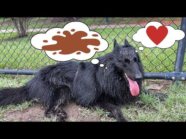 Rain or Shine: Walking My Belgian Shepherd in the Mud and Rain