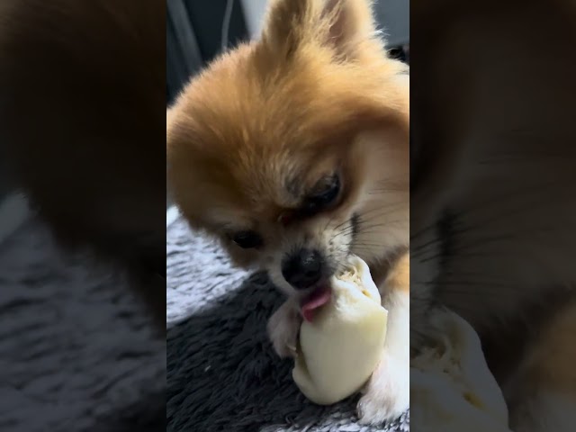 ASMR by.MOMO #pomeranian #puppy #cute #pets