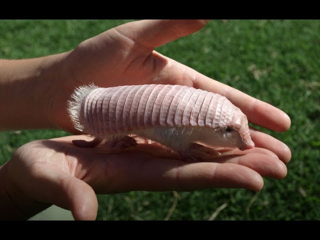 21 World's Weirdest Animals