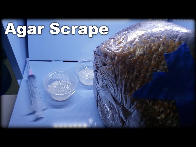 Inoculating Wheat Berries with Agar Scrape