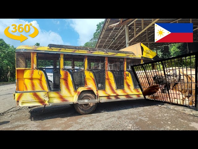 Tiger Feeding Safari at Zoobic: 360 VR Jeepney Adventure | insta360 X4