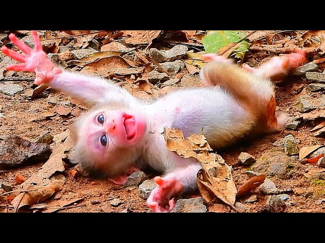 Wow! Amazing Young mom training her baby with awesome skill while he just 14days old, wildlife, asmr