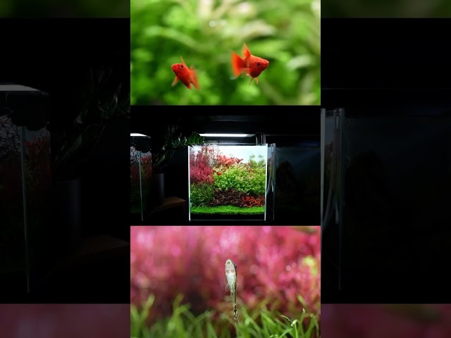 Most beautiful planted aquarium setup using stem plants #aquarium #feeds