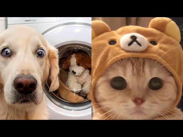 Tiktok complication Cute pets videos Funny and cute