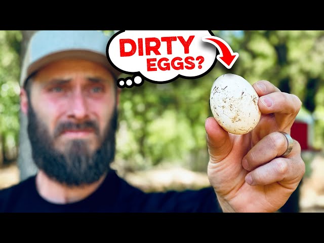 Dirty Backyard Chicken Eggs? This Will Help!