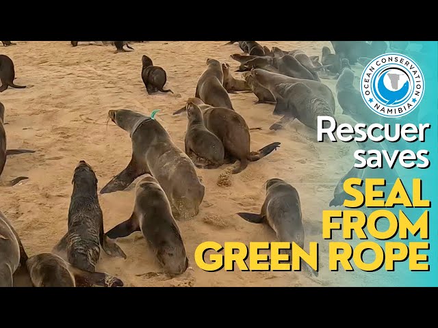 Rescuer Saves Seal From Green Rope