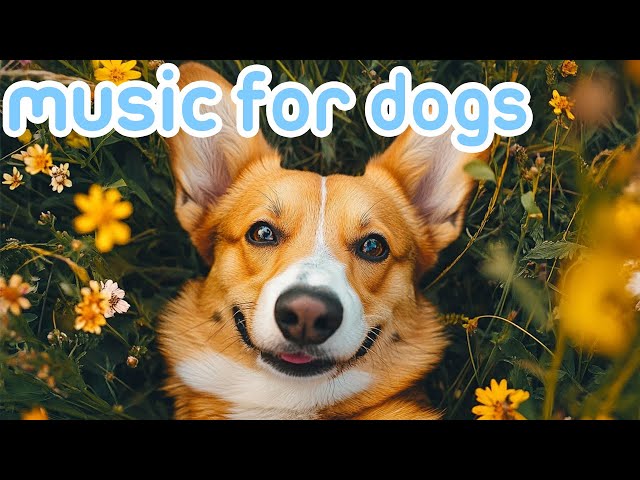 Sweet Lullaby Music for Dogs! Calming Stress Relief Sounds for Canine Companions