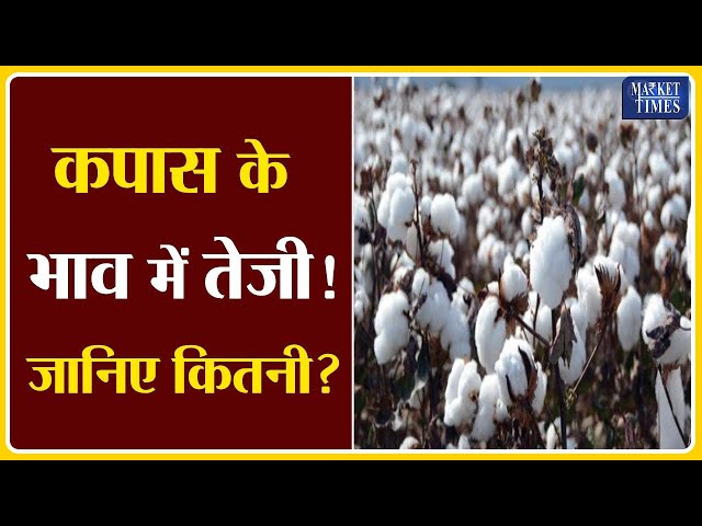 कपास के भाव में तेजी ! Market Times TV #cotton #kapas #narmakapas #kapasmandi #cottonprice