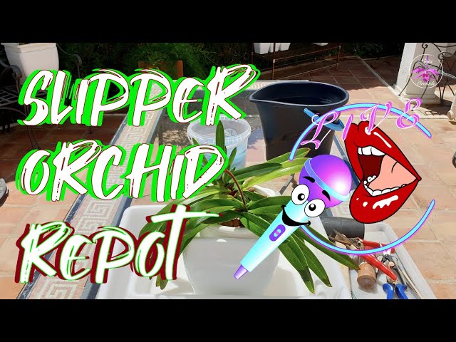 LIVE Repotting Paphiopedilum NoId | Fun Chat -n- Chill on The Patio | Q & A  #ninjaorchids