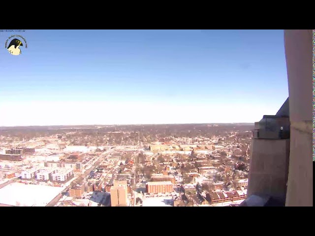 Peregrine falcon camera at the Nebraska State Capitol