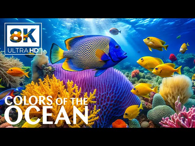 Deep Sea Serenity 8K (VIDEO ULTRA HD) - Exotic Fish & Reefs - Relaxation Meditation Music