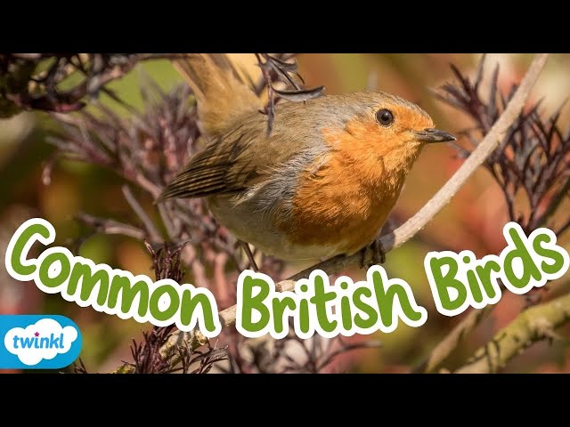 What Are the Common Birds in the UK? | All About British Birds for Kids