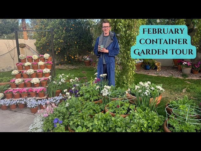 February container garden tour in AZ