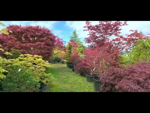 The Best Japanese maples & Dwarf conifers in Seattle - Amazing Maples