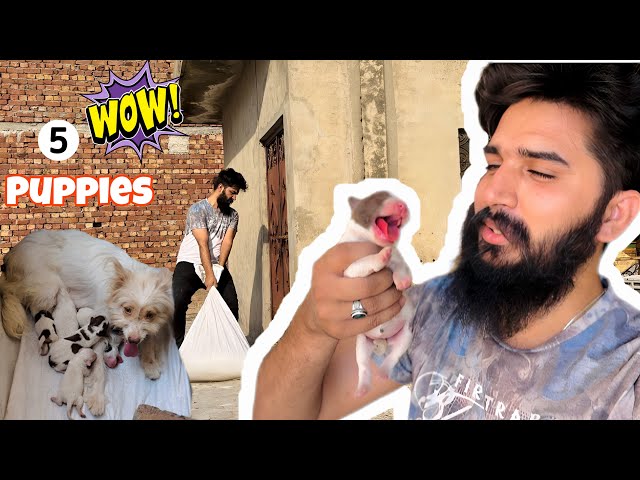 I’m So Happy My Dog Born 5 puppies 😍 pets vlog