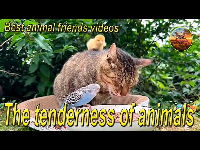 The tenderness of animals.cat.dog.kitten.animals.Best funniest animal videos of the week2024.pets