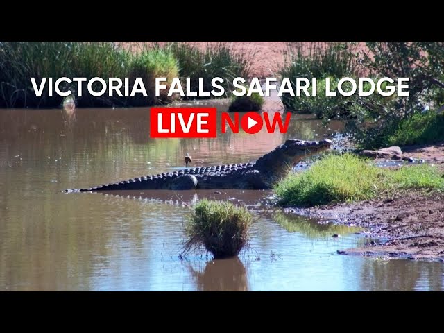 Victoria Falls Safari Lodge - Waterhole | Wildlife Live Stream – Zimbabwe