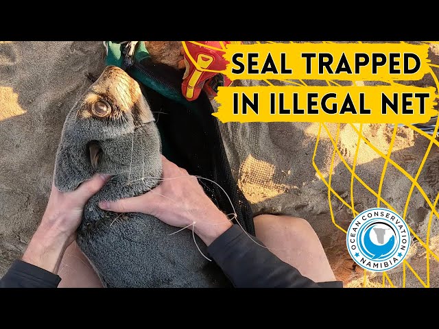 Seal Trapped in Illegal Net