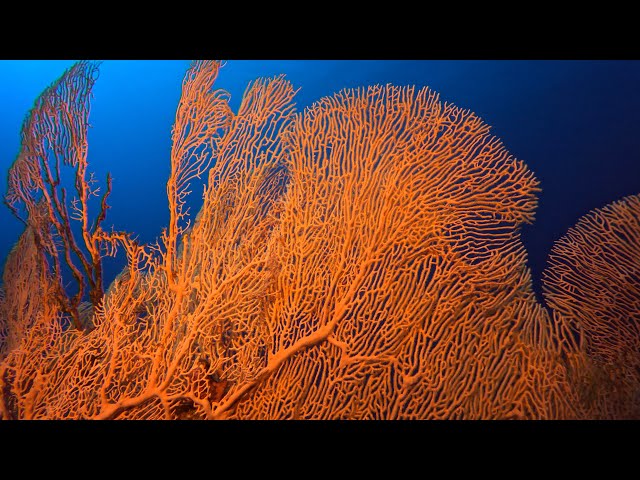 Thomas reef, a red sea adventure.