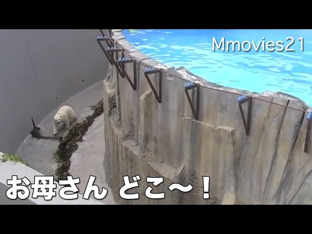 Panic！Polar Bear cub calling the mother パニック!母を呼ぶこぐま リラ