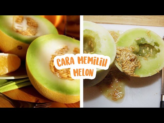 Cara Mudah Memilih Melon Yang Matang Sempurna Dan Manis