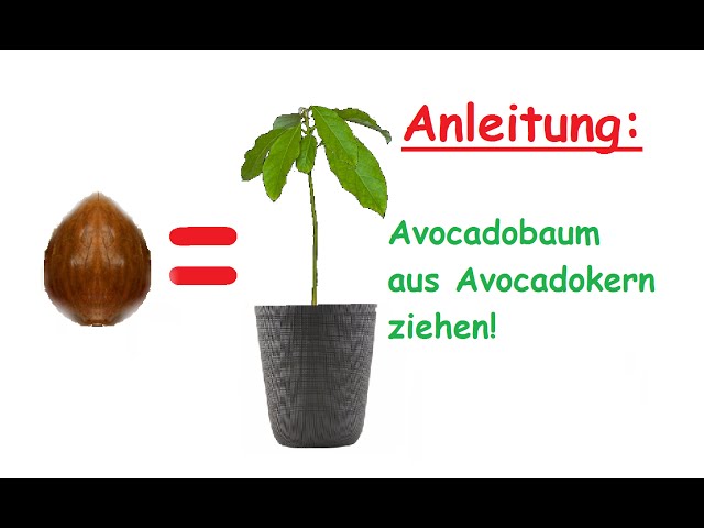 Avocado Pflanze aus Kern selber ziehen – Avocadobaum züchten – DIY Anleitung & Tipps