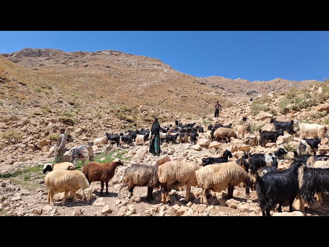 The nomadic life of Iran: Jahangir and Maryam take their sheep to green pastures for