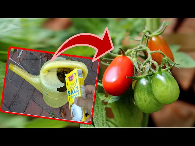 Warum du deine Tomaten unbedingt mit Salzwasser gießen solltest!