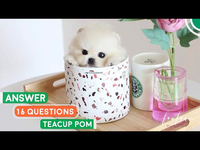 Teacup Pomeranian - Quickly Answer 16 Popular Questions | Pomeranian Planet