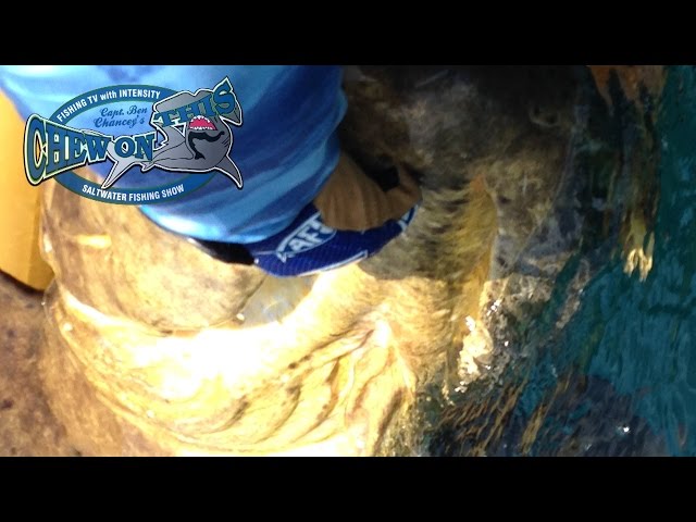 Monster Goliath Grouper  - Big Fish Catches - Fisherman Fishing Big Fish - 360 Camera Fishing Videos