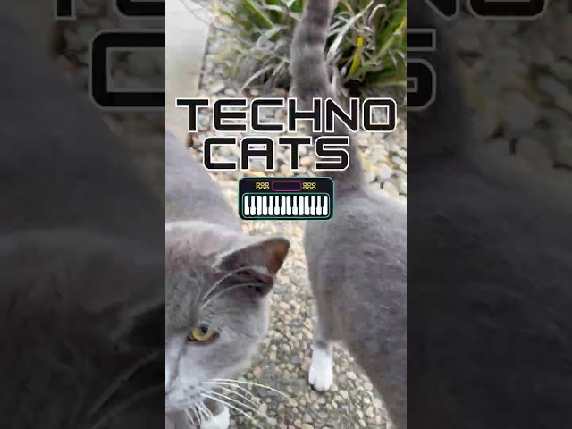 How these CATS Created a Viral TikTok Music Video