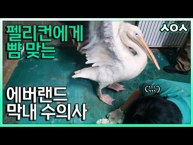 (SUB) Vet Is Assaulted After Providing Meical Care To Pelican│Everland Vet Vlog