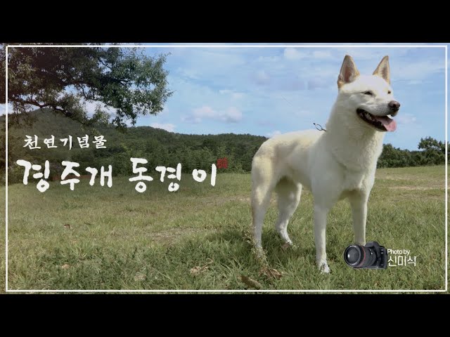 🌳 한국의 아름다운 자연유산 - 경주개 동경이 🌳