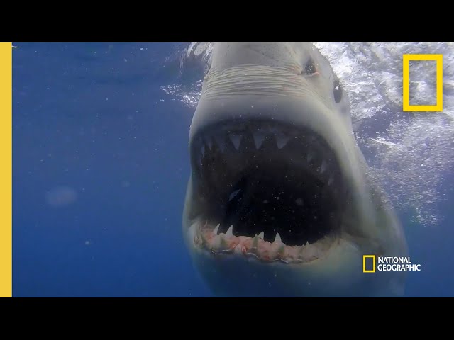 How a Great White Shark Strikes | Shark Attack Files