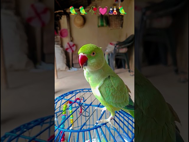 #parrotsinging 🦜🦜💓🥀👍 #talkingparrot  #fantasticparrot #parrottalking #talkingparot