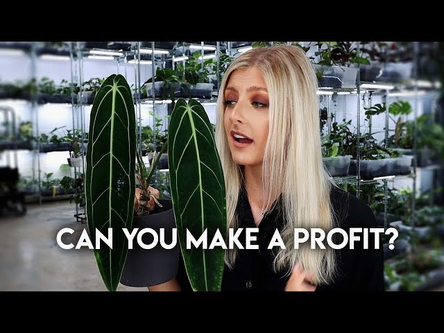 Can You Make Money From These Houseplants? | Beginner Investment Houseplants #2