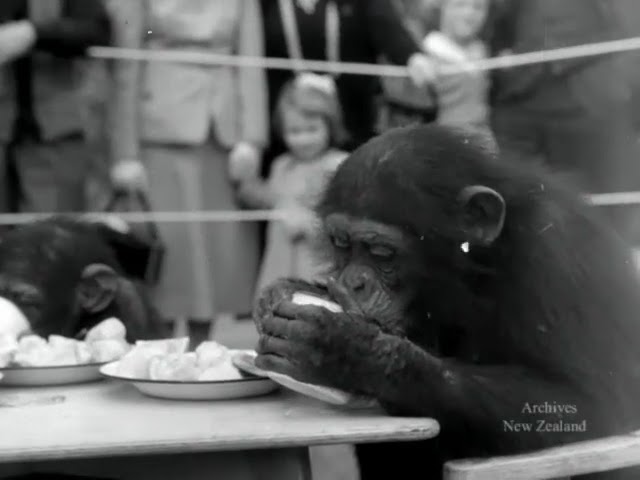 Wellington Zoo historical chimps tea party