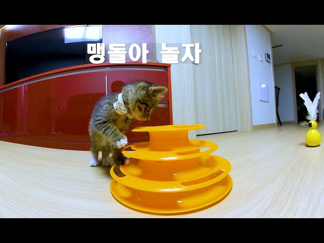 [180 3D VR] Verelife 52 맹돌의 하루 (Maengdol's Day)