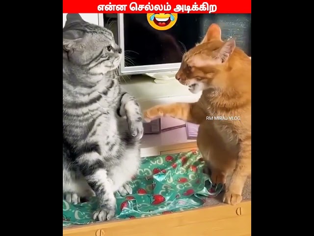 😂🐈🐕 செல்லம் மீன் சாப்டா கண்ணு நல்லா தெரியுமா...😂🐈🐕#comedyvideos#viral #trending #funnyanimal #videos