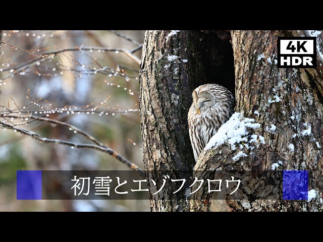 4K HDR Birds "Ural owl in Hokkaido and First snow"