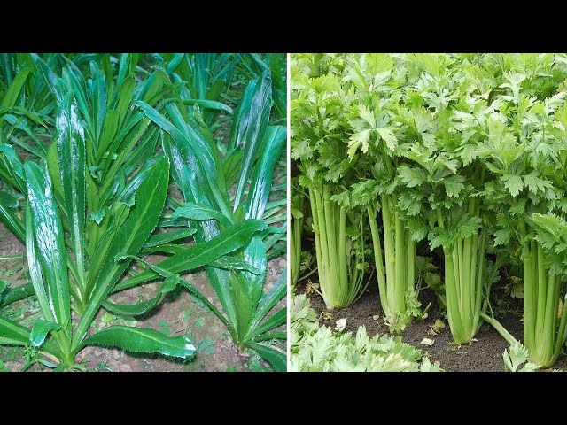 Coriander VS Culantro Farming coriander leaves - Planting Growing Harvesting Cilantro & Coriander