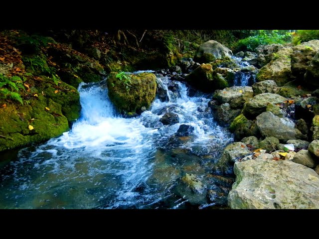 Relaxing River Sound Water Stream of a peaceful river in the middle of the forest, birds chirping