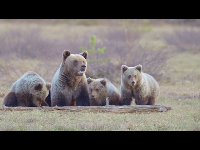 The bear family, mother and three cups eat dinner at the edge of the swamp in Kuhmo, Finland. 4K HDR