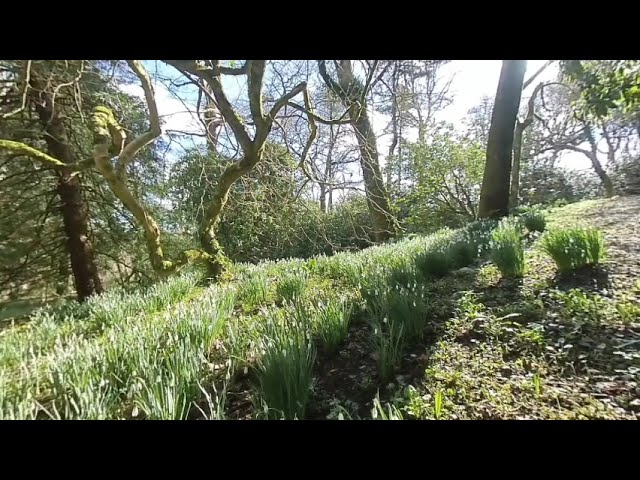 Snowdrops in Pembrokeshire (for VR)