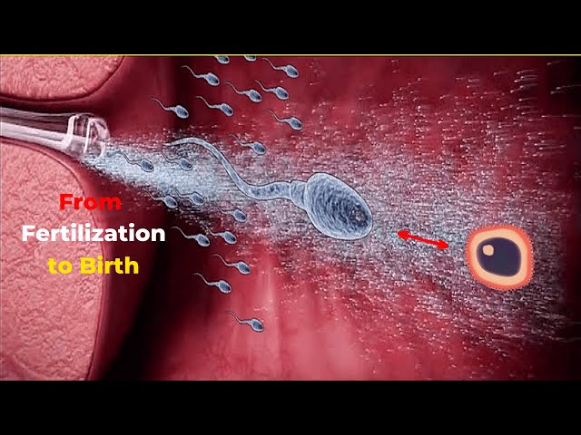 From Fertilization to Birth | How Pregnancy Happens