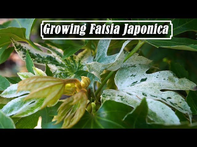 Growing Fatsia Japonica Indoors and Out - Cold Hardy Tropical Plant Dupe